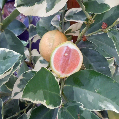 Variegated Pink Lemon Tree