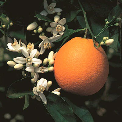 Washington Navel Orange Tree