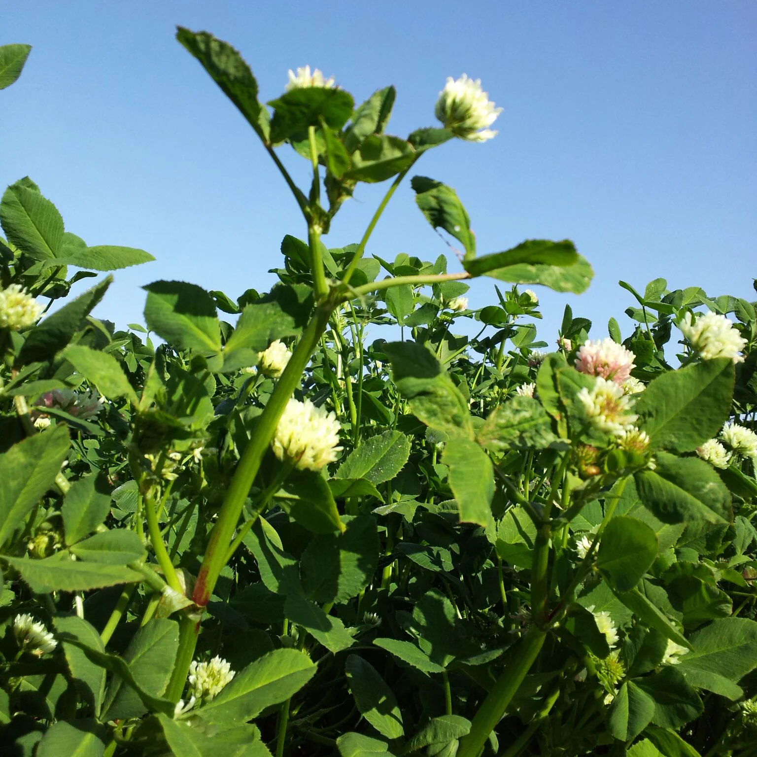 Fixation Balansa Clover - Image 3