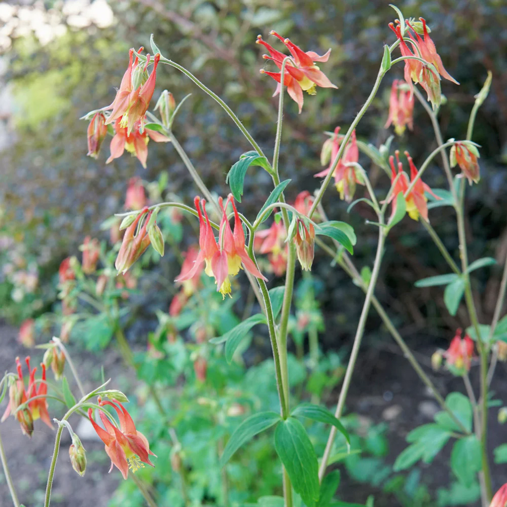 Eastern Columbine - Image 2