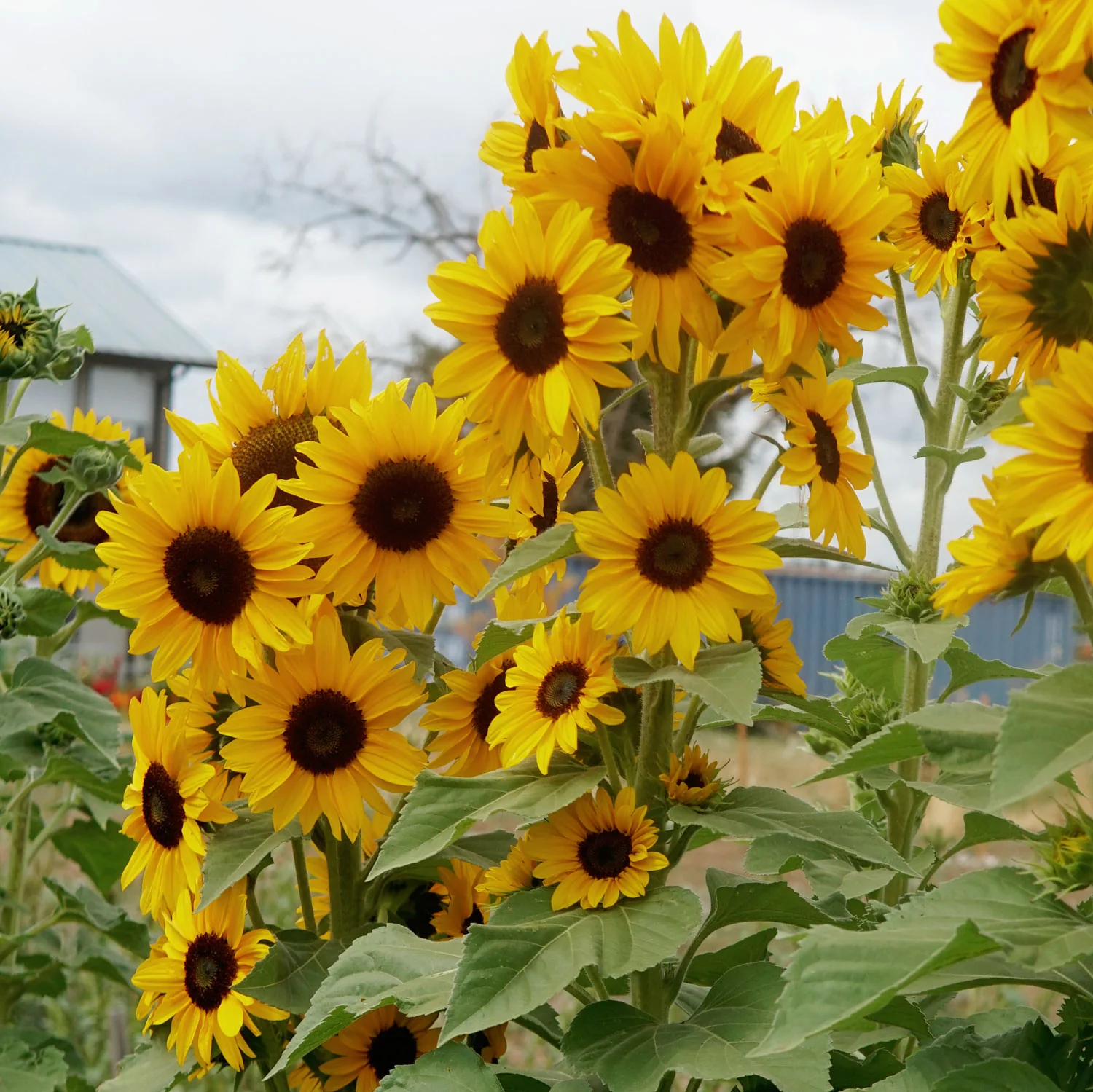 Concert Bell Sunflower - Image 3