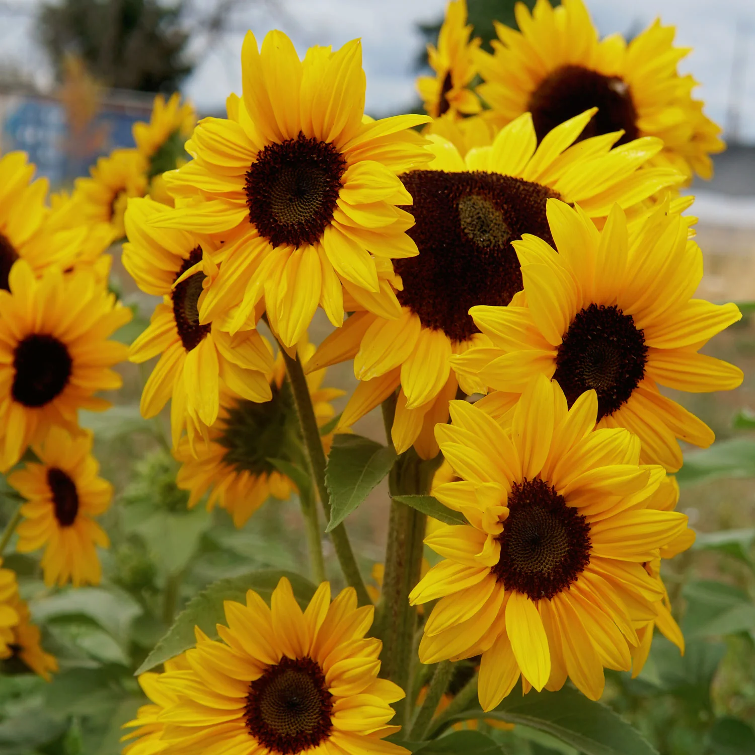 Concert Bell Sunflower - Image 4