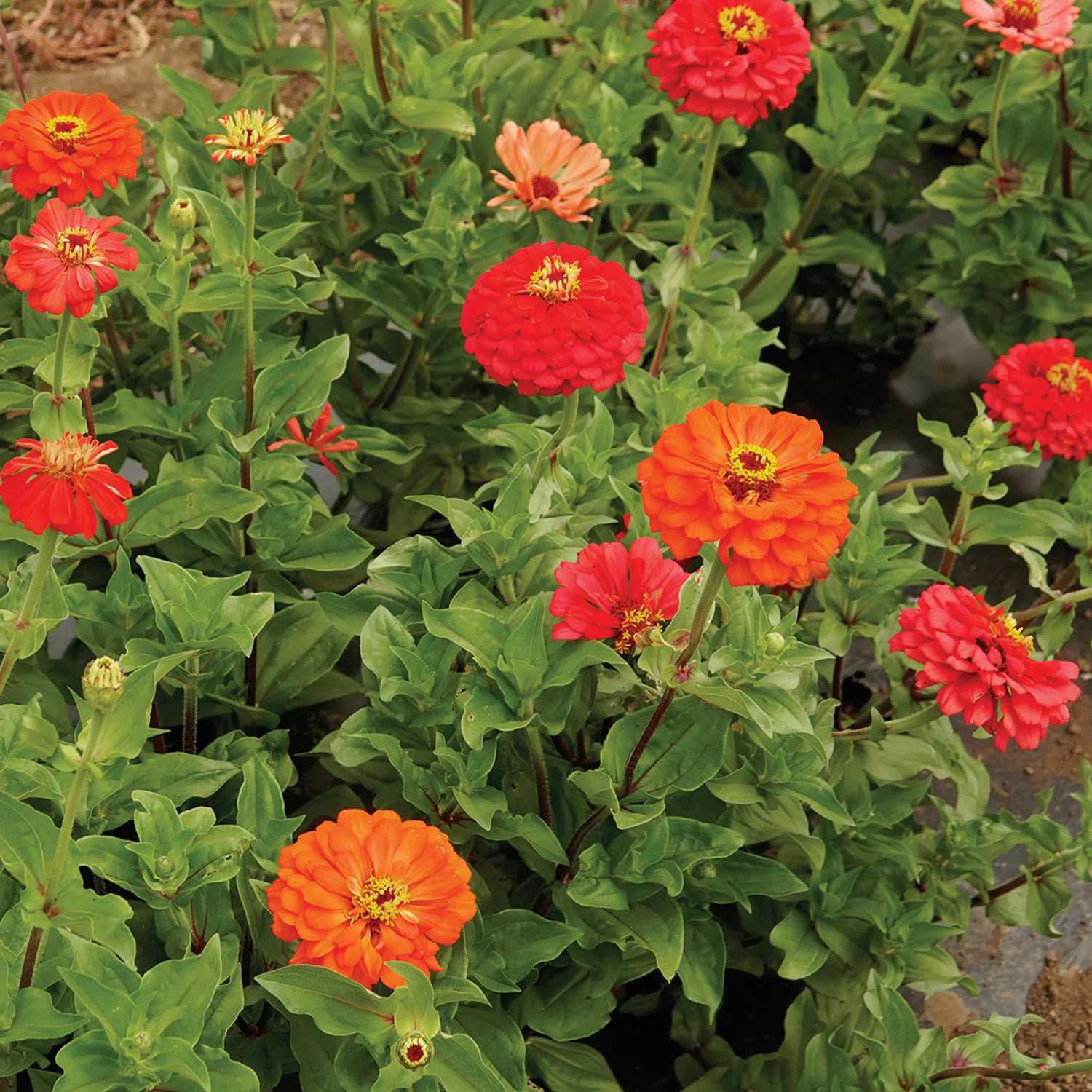 Coral Beauty Zinnia - Image 2