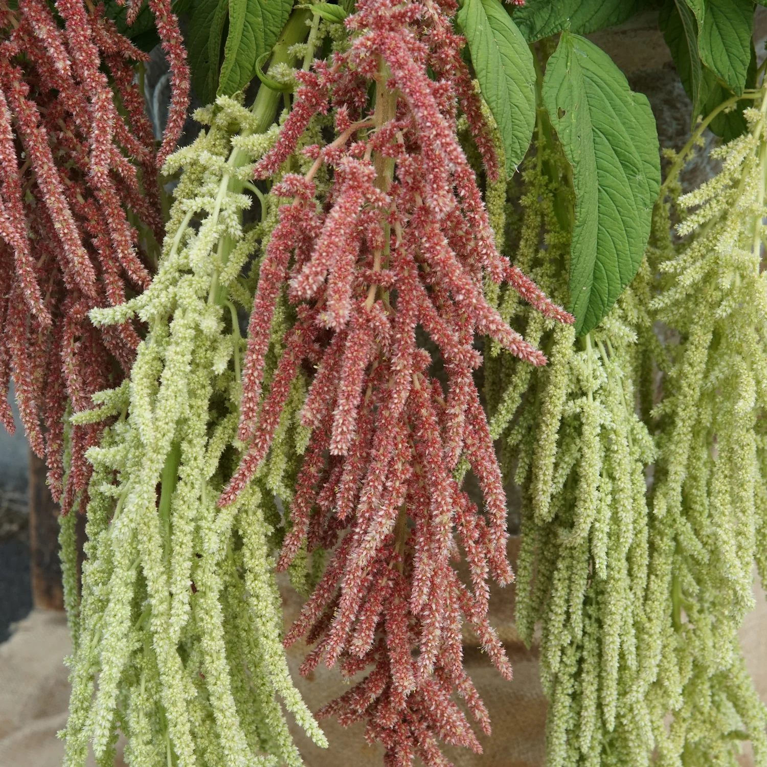 Coral Fountains Amaranth - Image 3