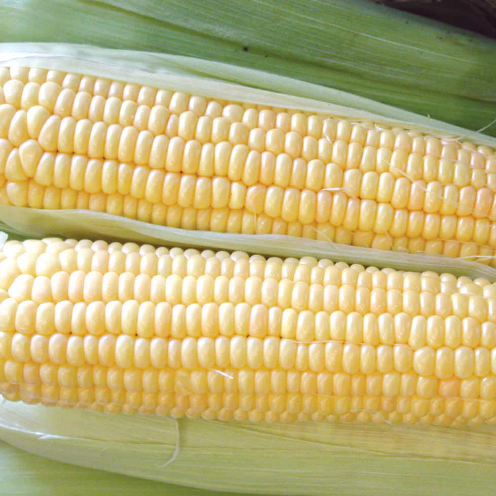 Supersweet Jubilee Corn - Image 2