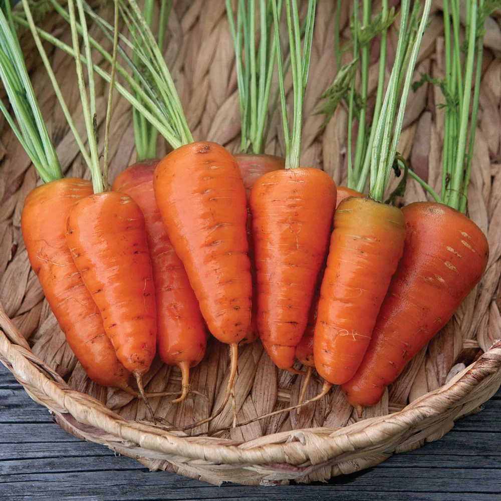 Coventry Carrot
