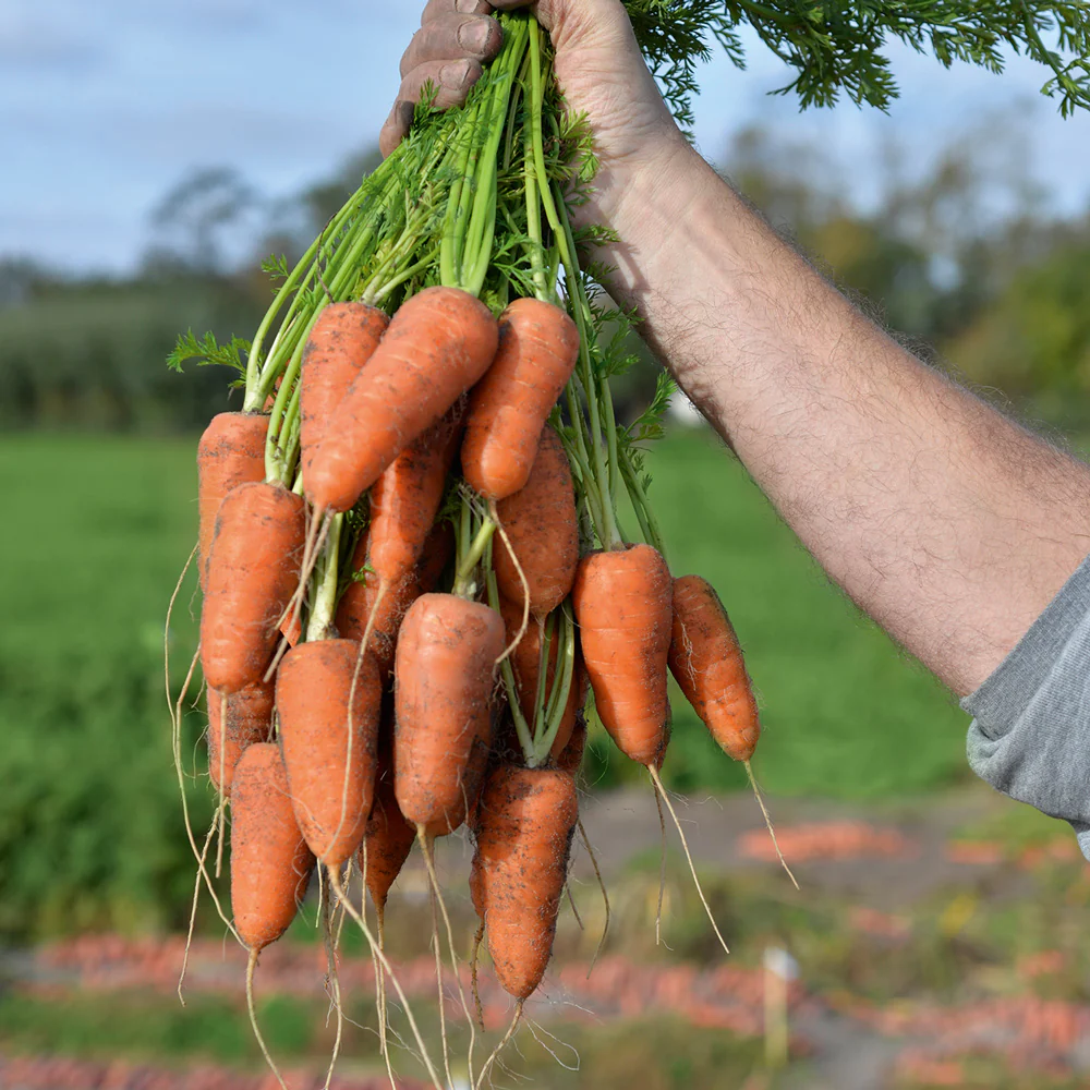 Coventry Carrot - Image 2