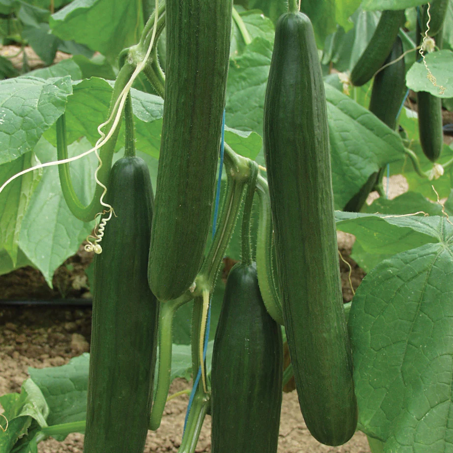 Bella Cucumber - Image 2