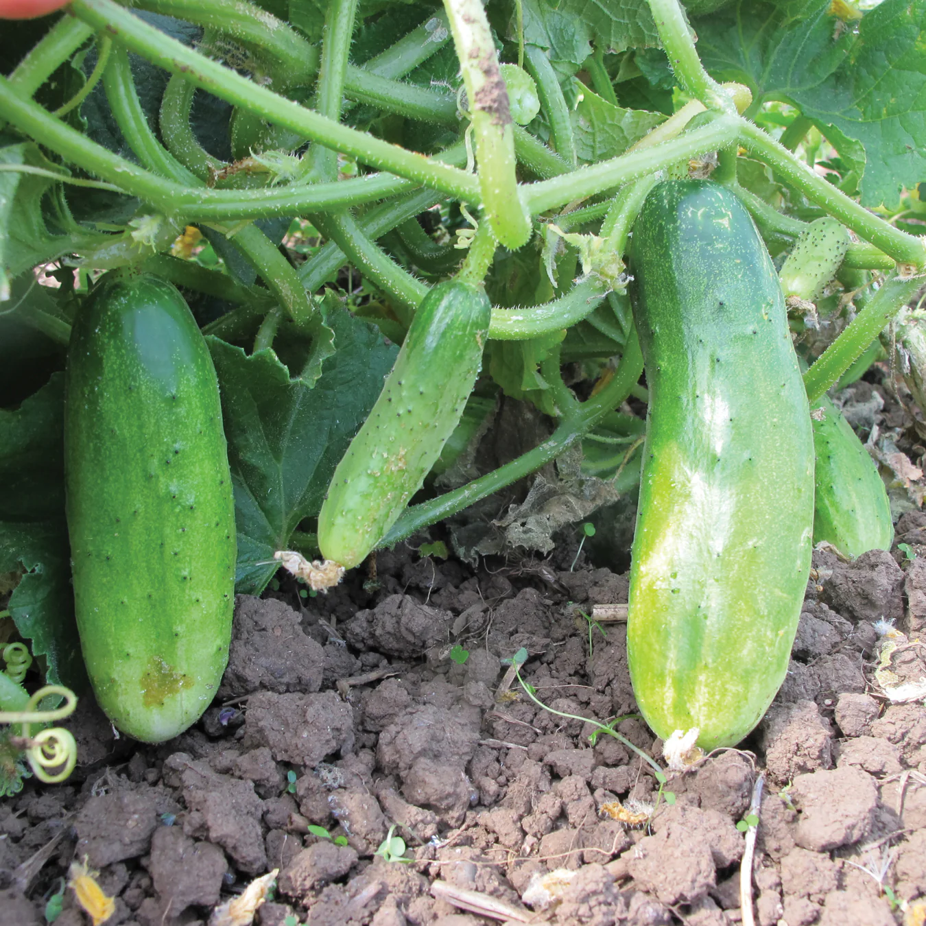 Double Yield Cucumber - Image 2