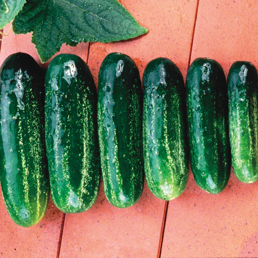 Homemade Pickles Cucumber - Image 2