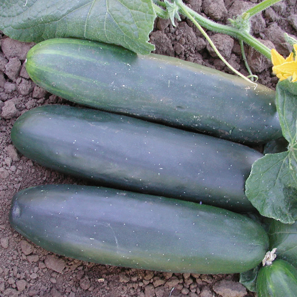 Marketmore 97 Cucumber - Image 2