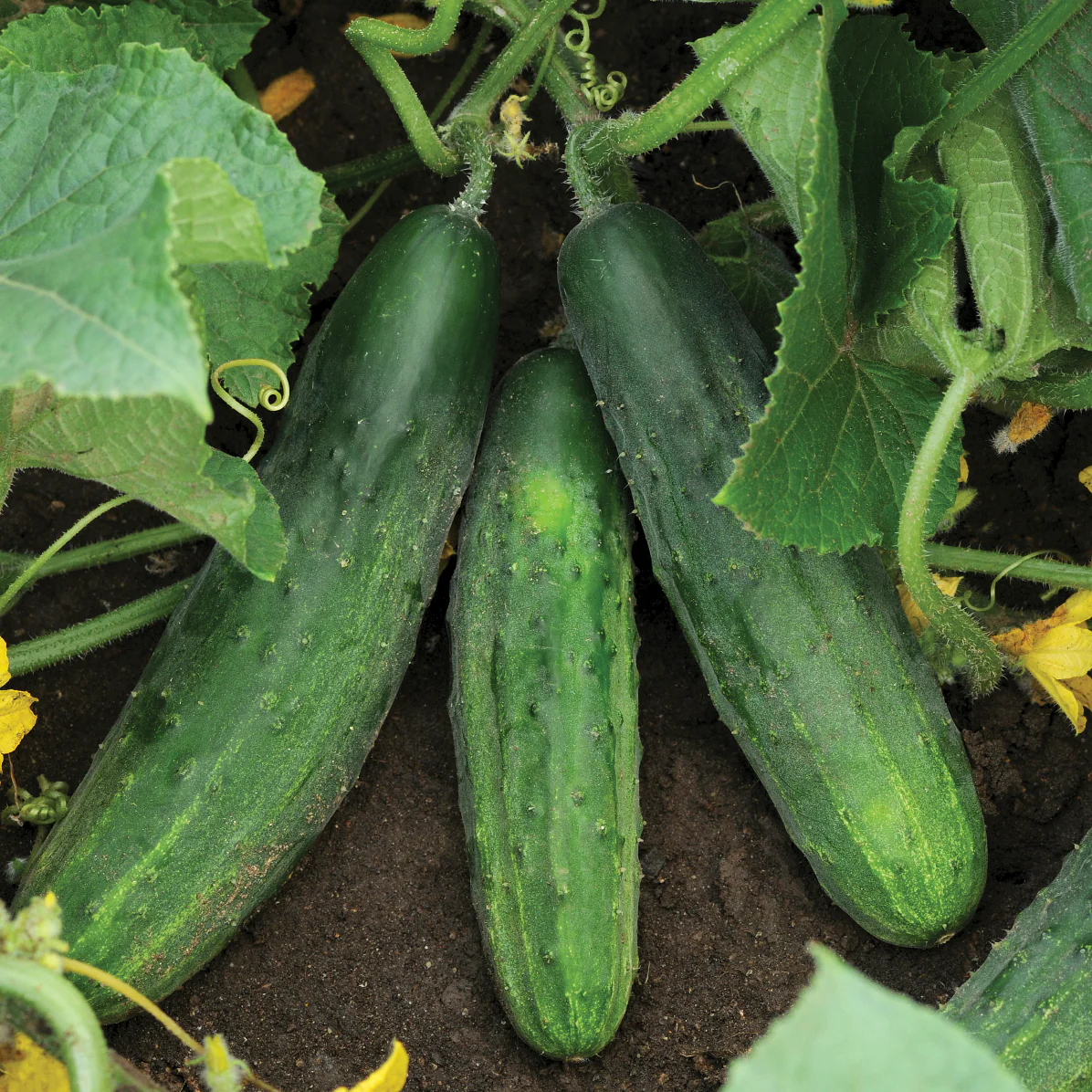 Patio Snacker Cucumber - Image 2