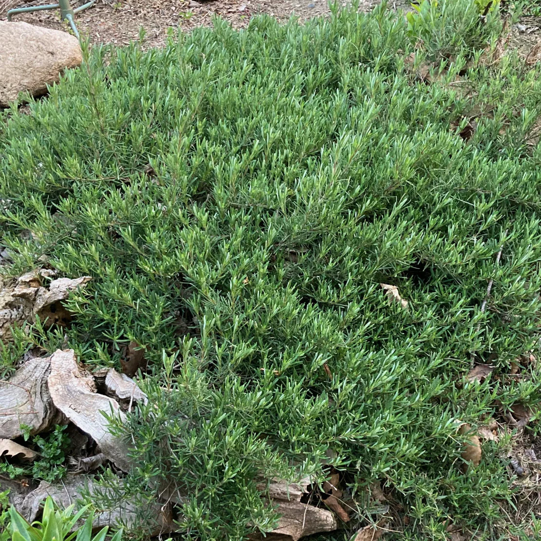 Cumberland Rosemary