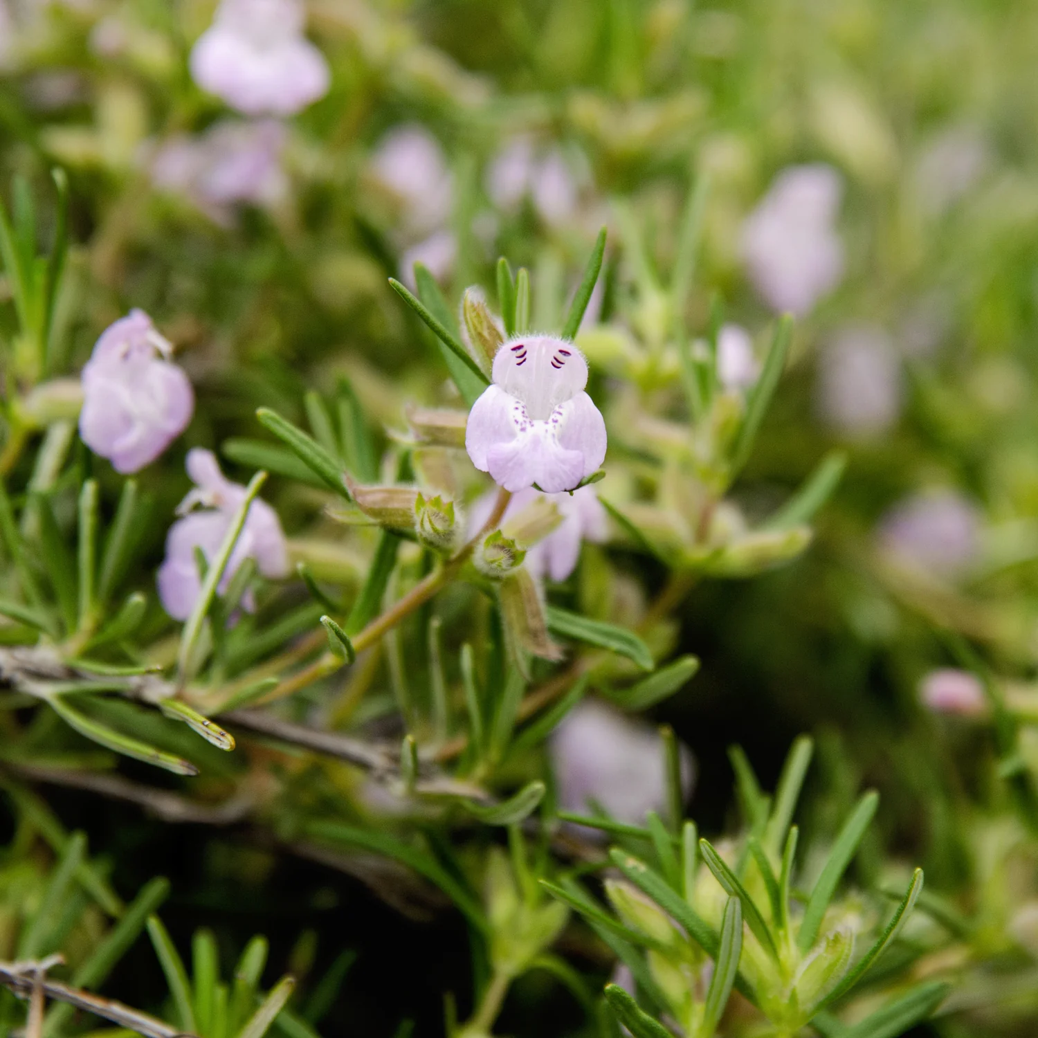 Cumberland Rosemary - Image 2