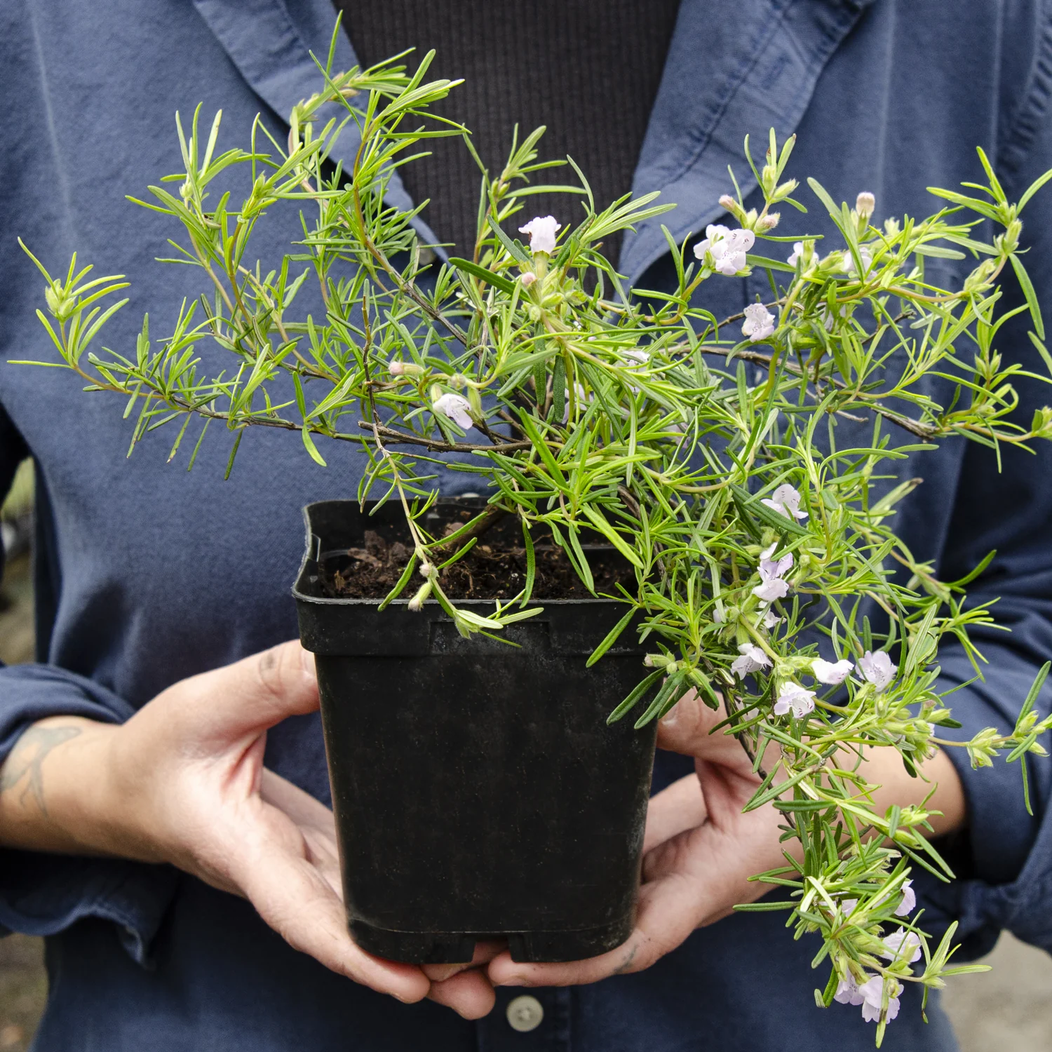Cumberland Rosemary - Image 4