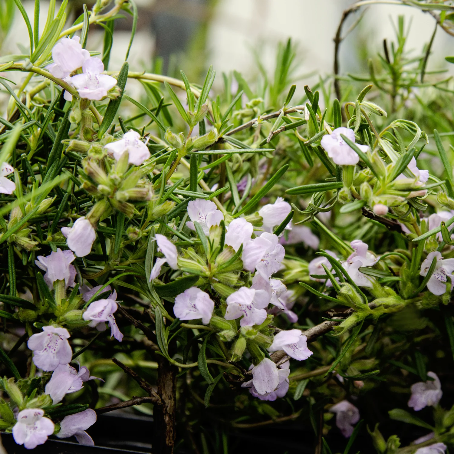 Cumberland Rosemary - Image 5