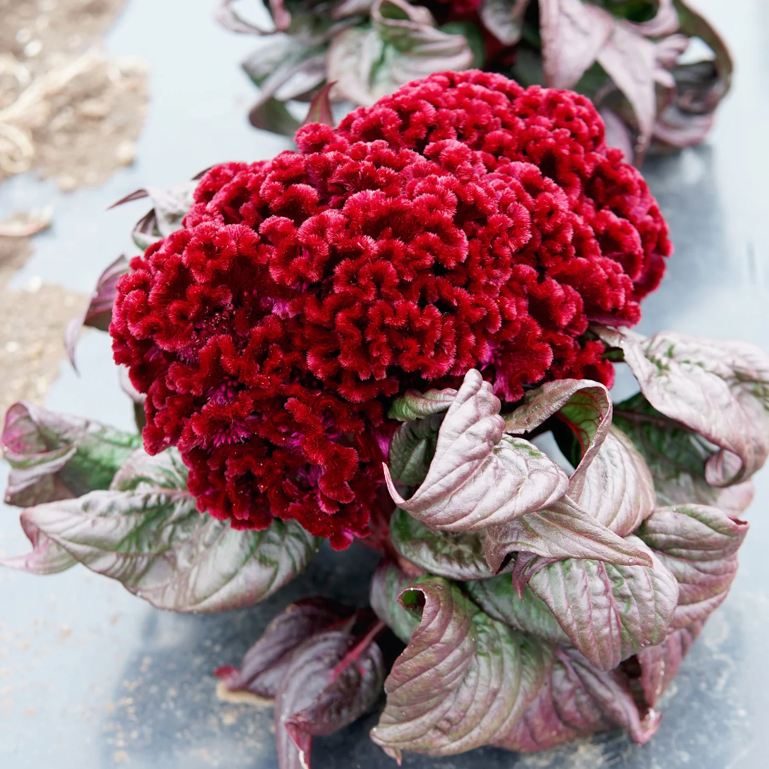 Dracula Celosia - Image 2