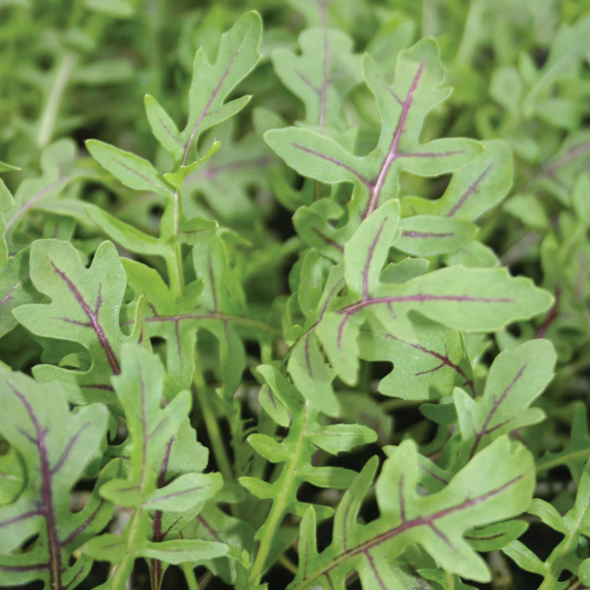 Dragon's Fire Arugula