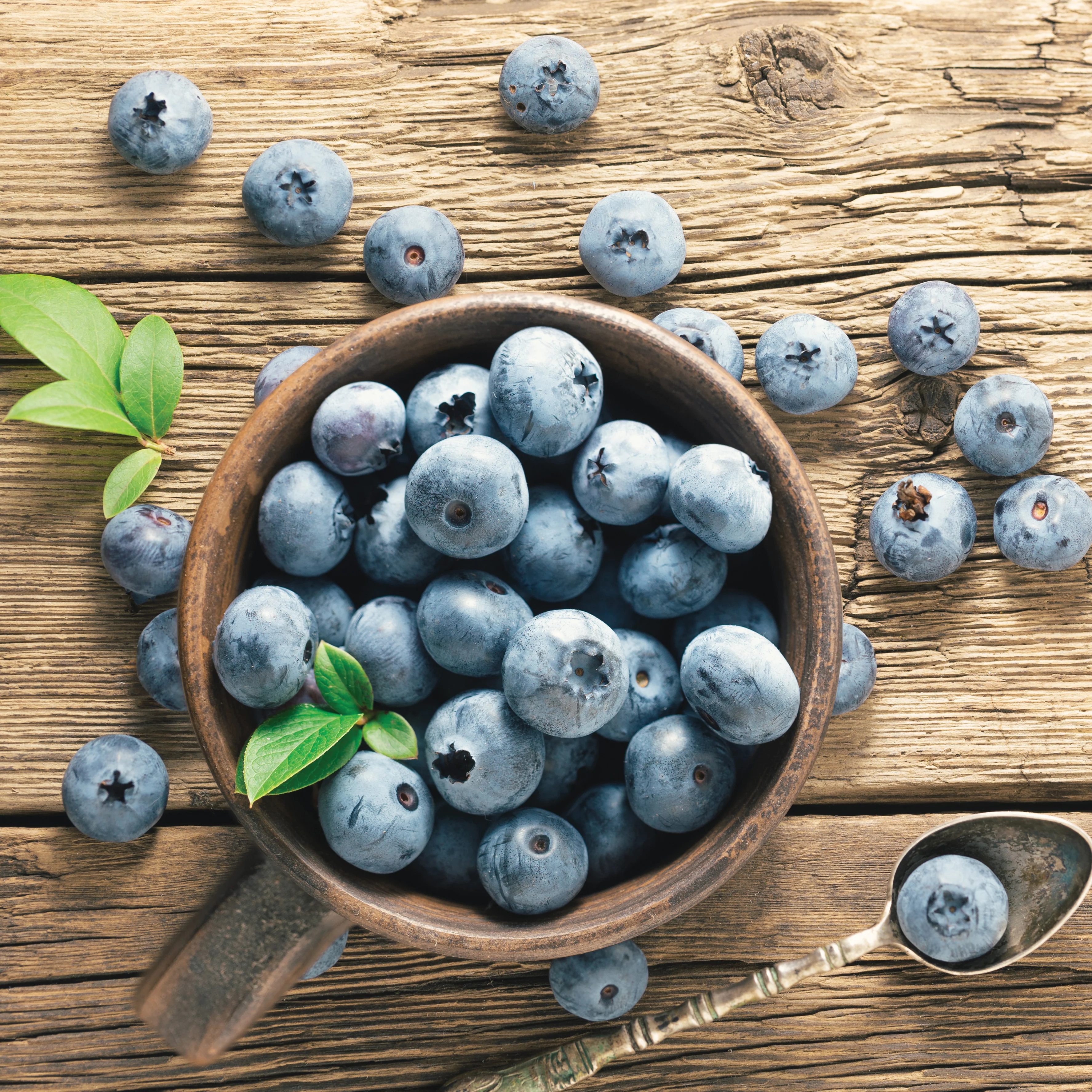 Duke Blueberry Plant