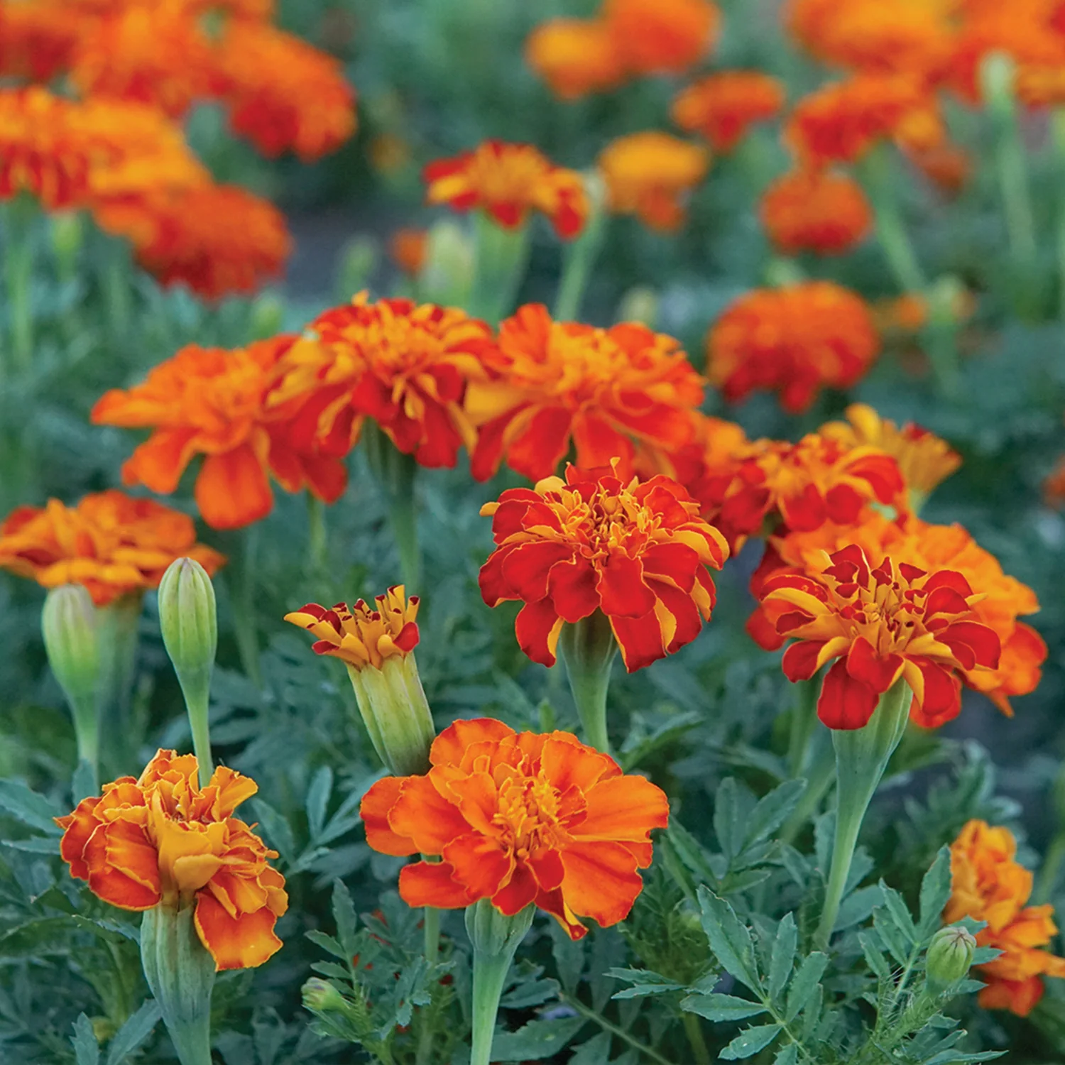 Durango® Red Marigold