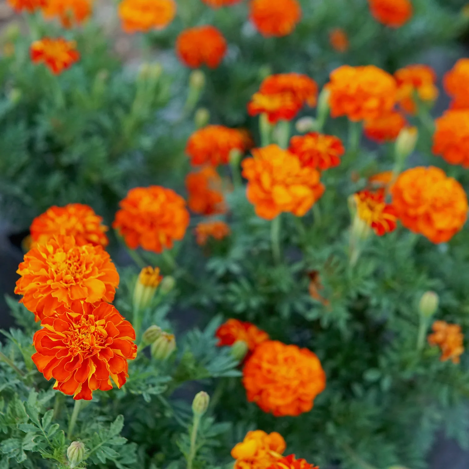 Durango® Red Marigold - Image 2