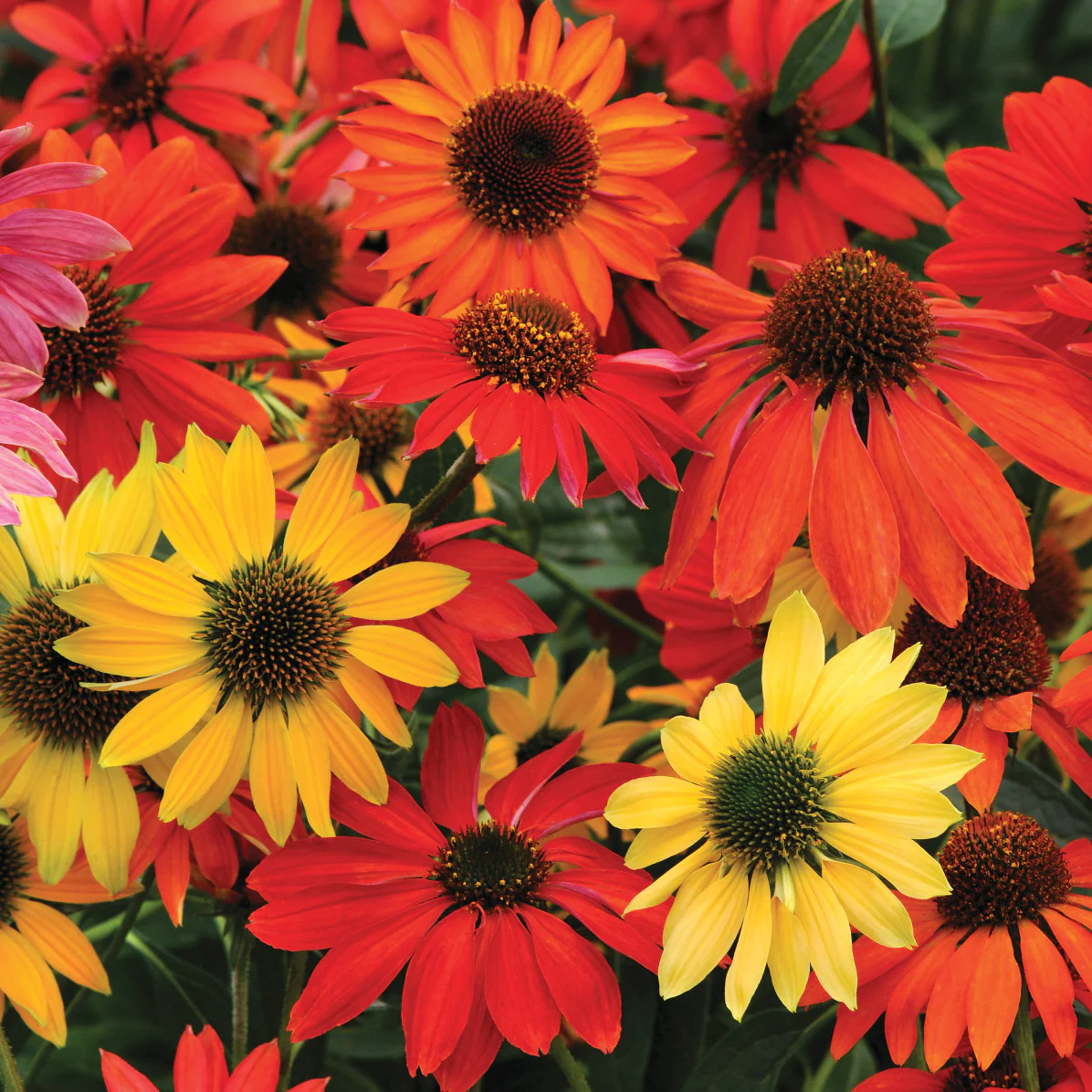 Cheyenne Spirit Echinacea
