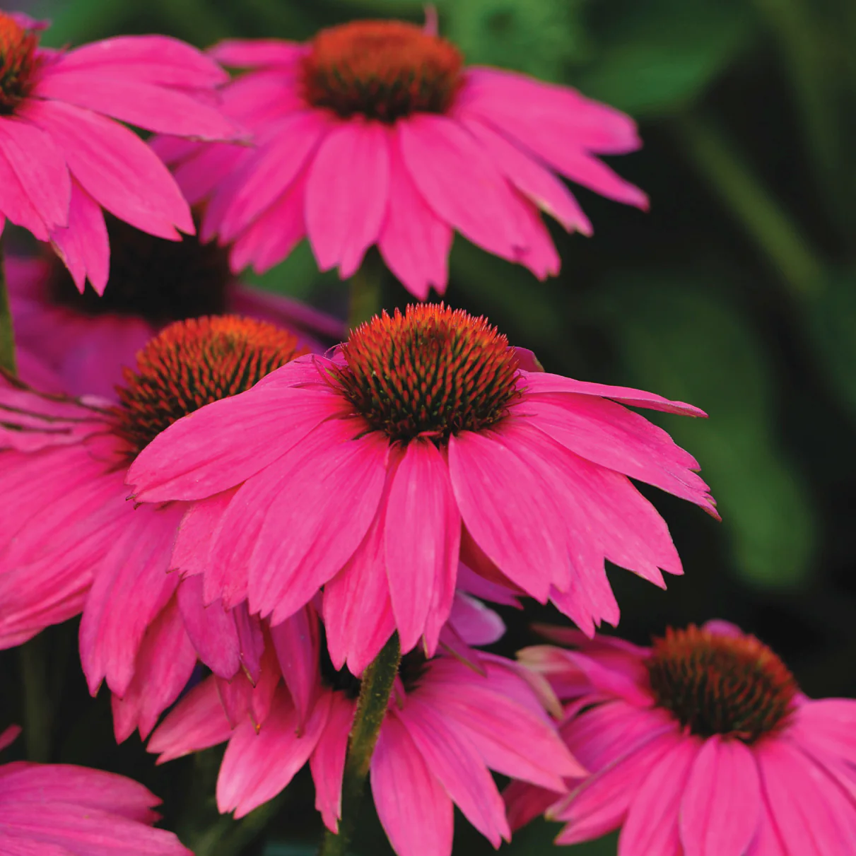 Powwow® Wild Berry Echinacea