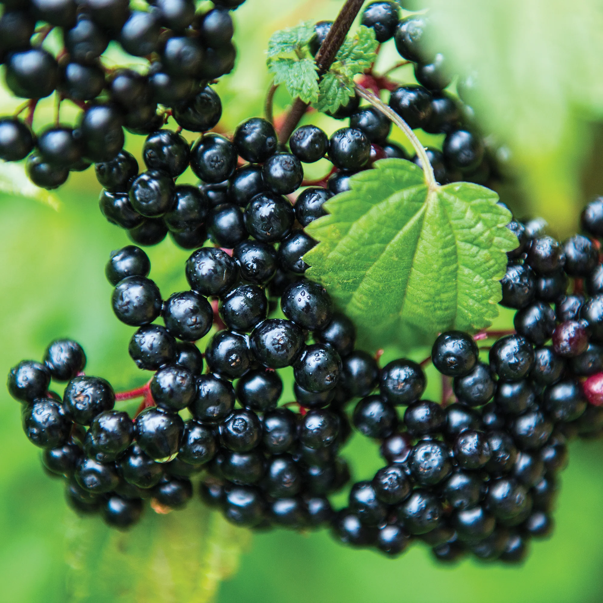 Elderberry Plant Collection