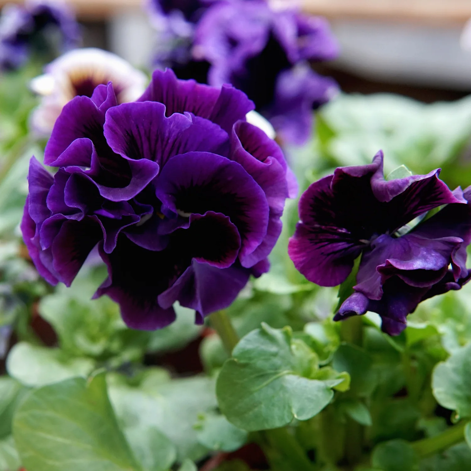 Elegance Twilight Mix Pansy - Image 3