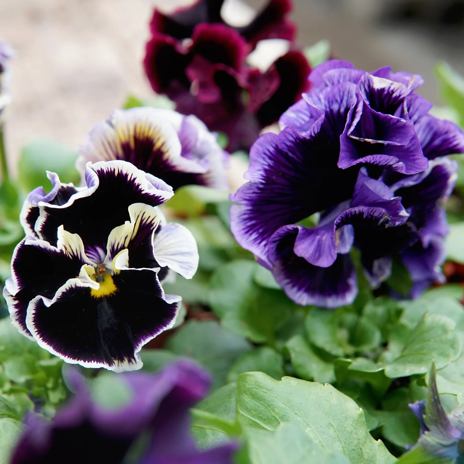 Elegance Twilight Mix Pansy - Image 6