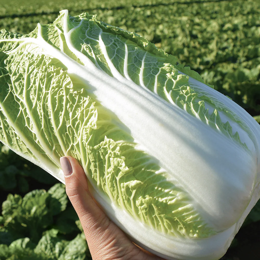 Emiko Chinese Cabbage