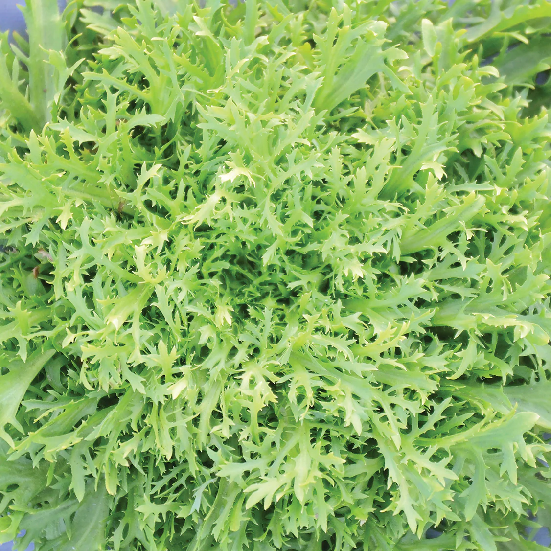 Rhodos Endive