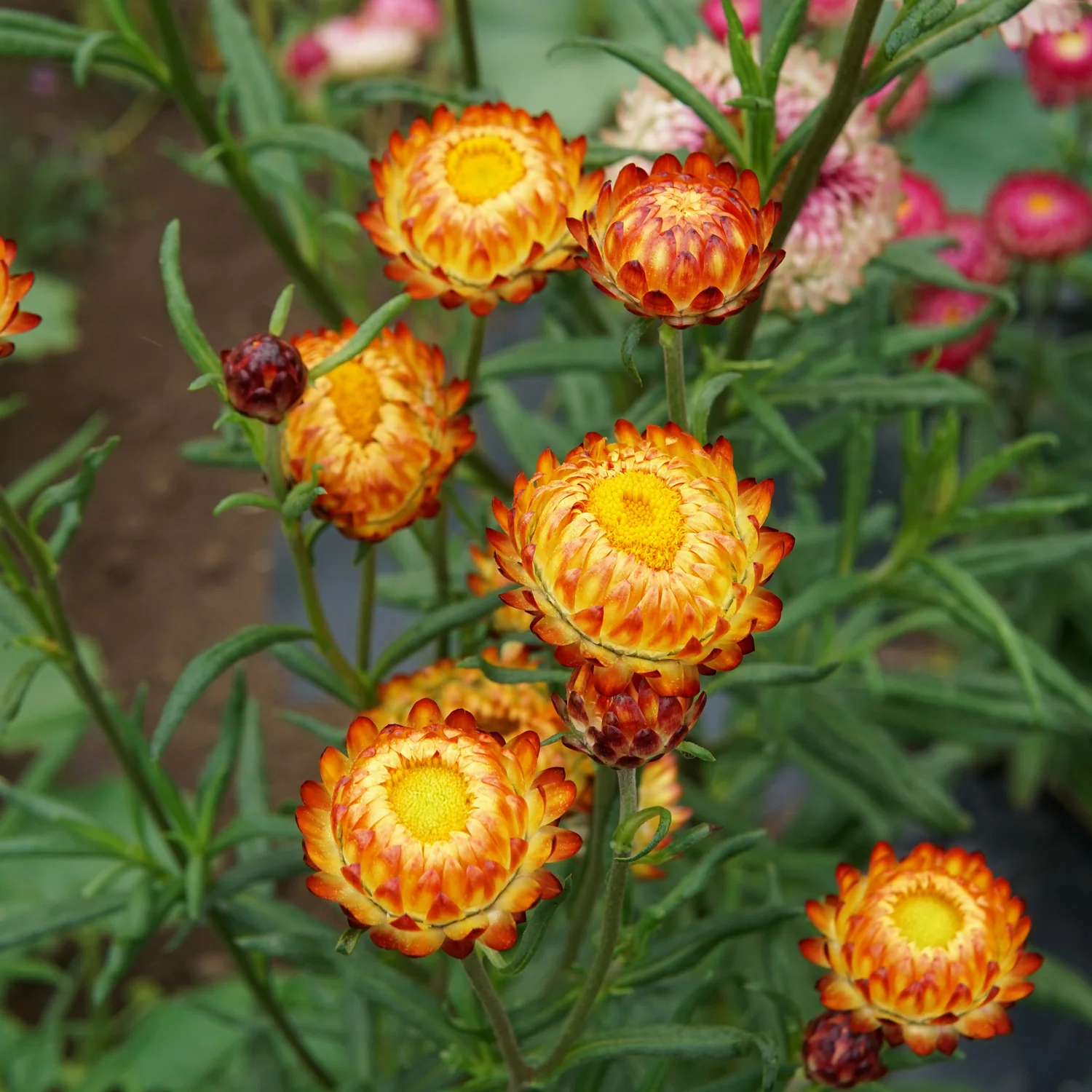 Endless Summer Mix Strawflower - Image 6