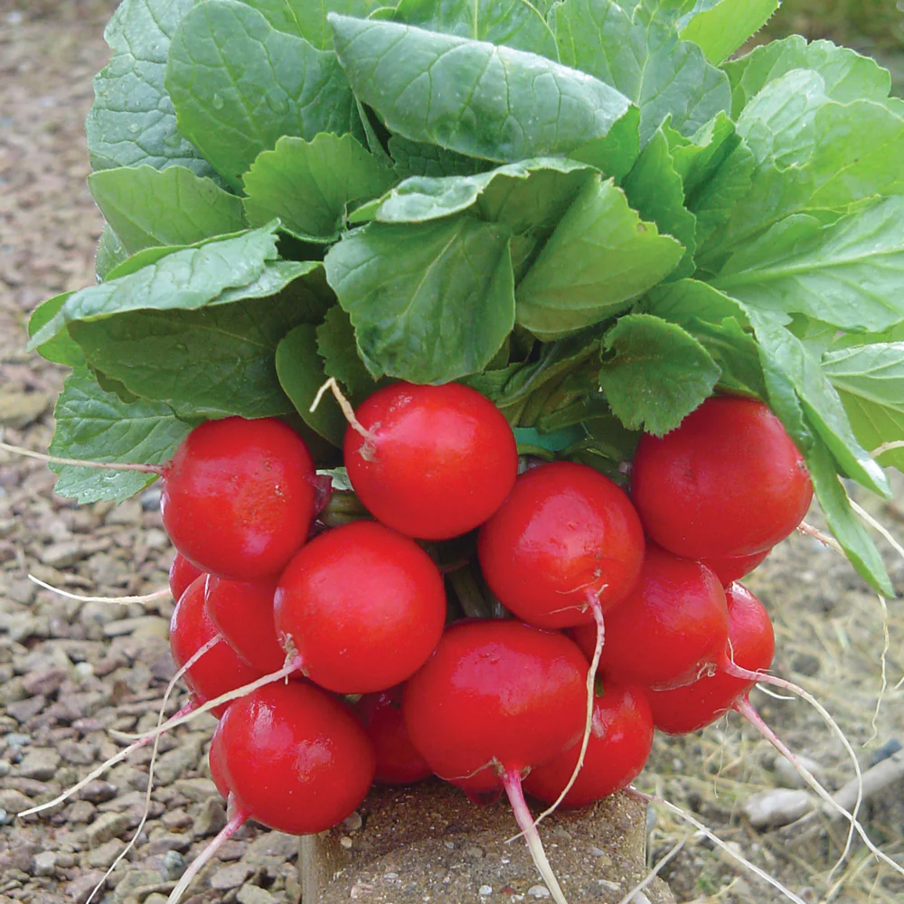 Escala Radish - Image 2