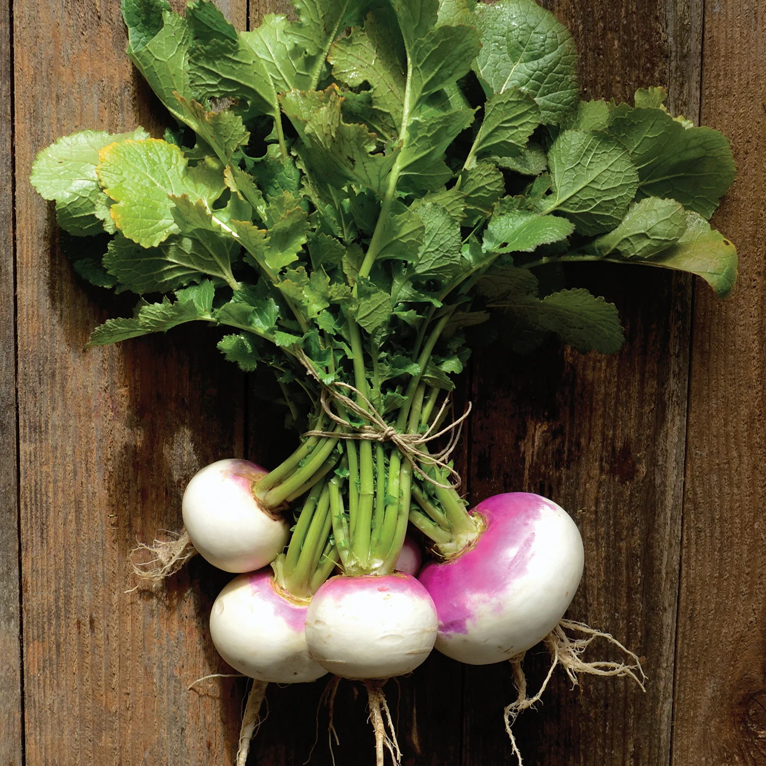 Fort Umpqua Turnip