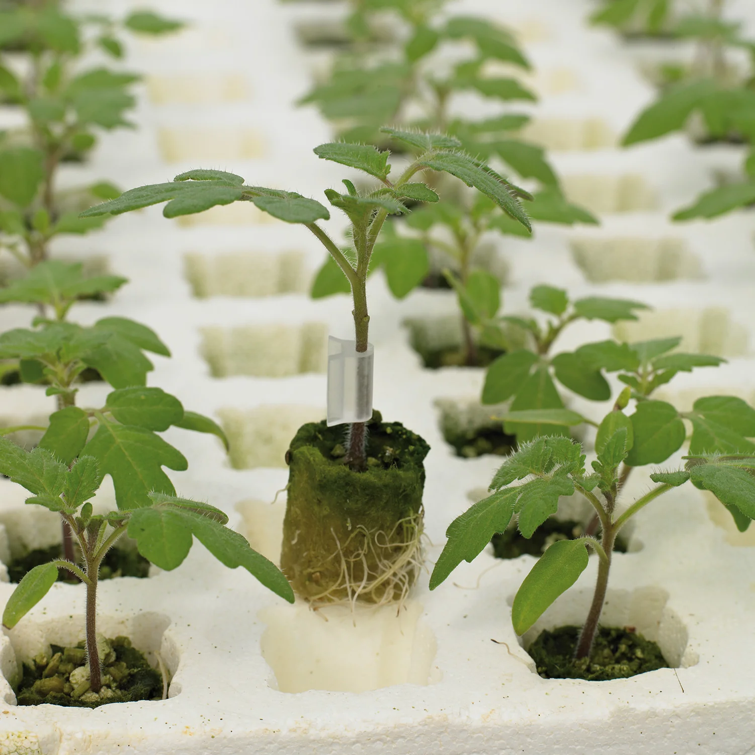 Fortamino Tomato Rootstock
