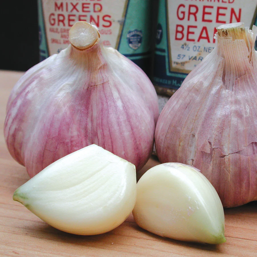 Bavarian Purple Garlic - Image 3