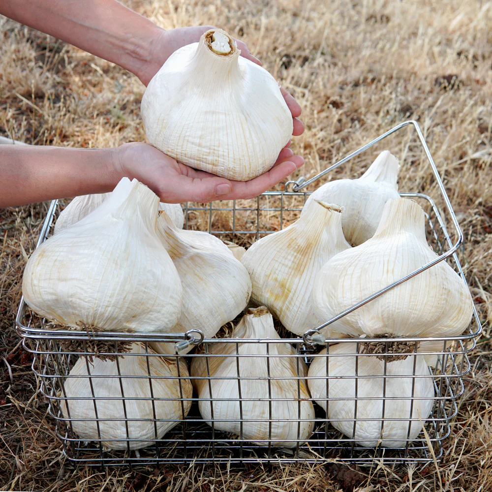 Elephant Garlic - Image 4