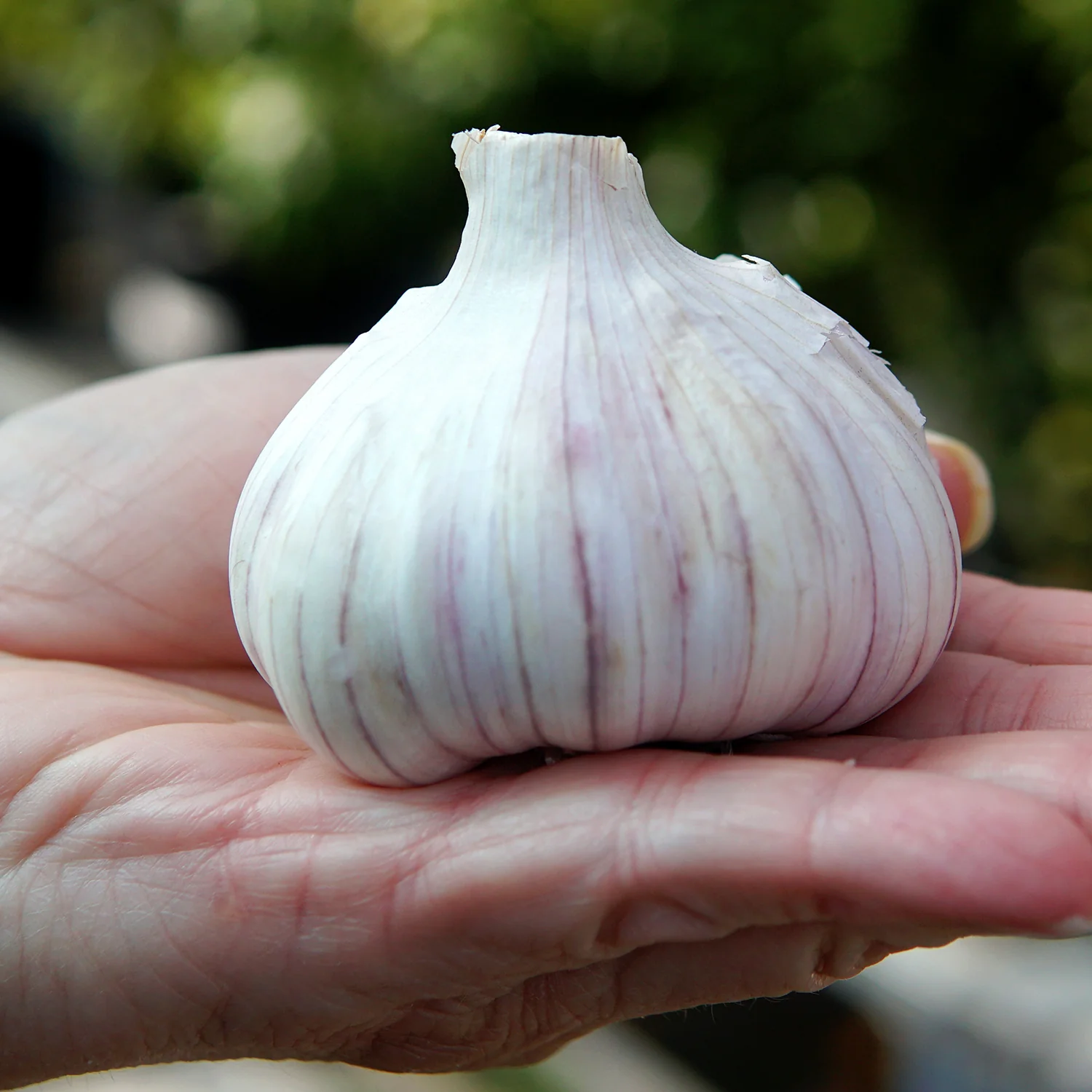 Svea Garlic - Image 3