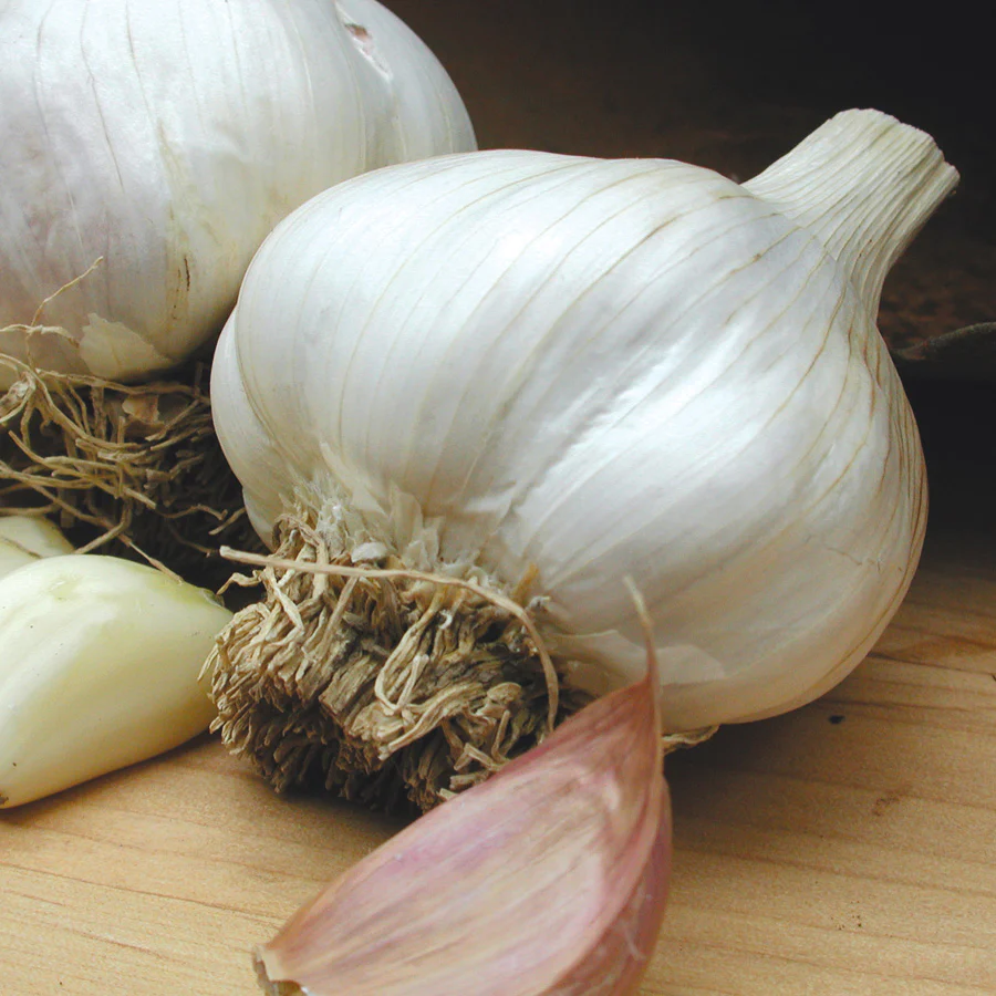 Italian Late Garlic - Image 3