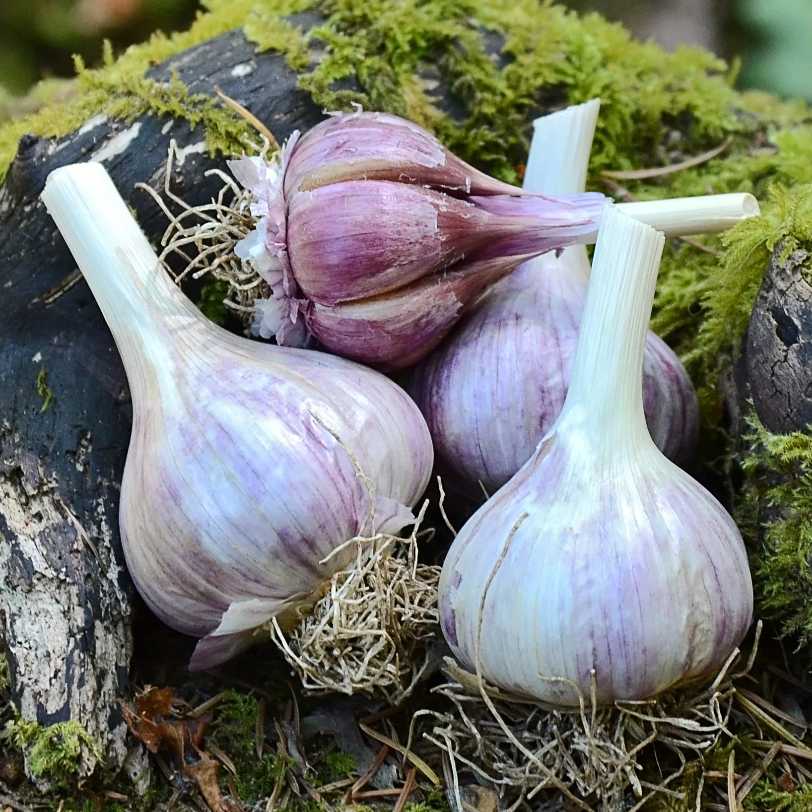 Vietnamese Red Garlic - Image 3
