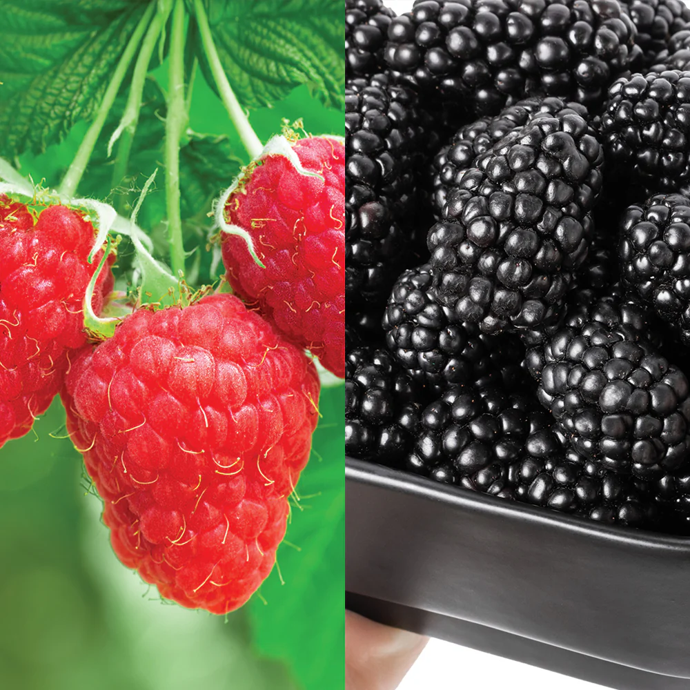 Giant Berry Caneberry Plant Combo