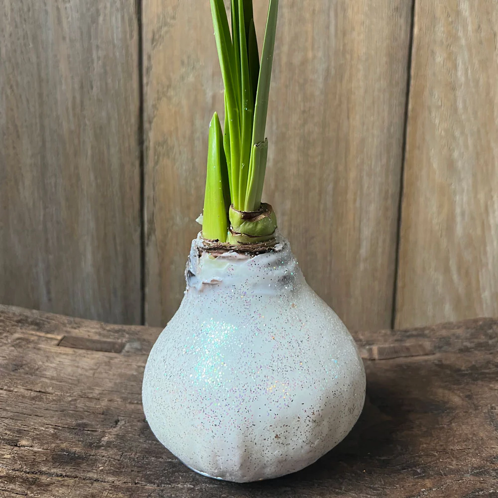 Glitter Wax Amaryllis - Image 3