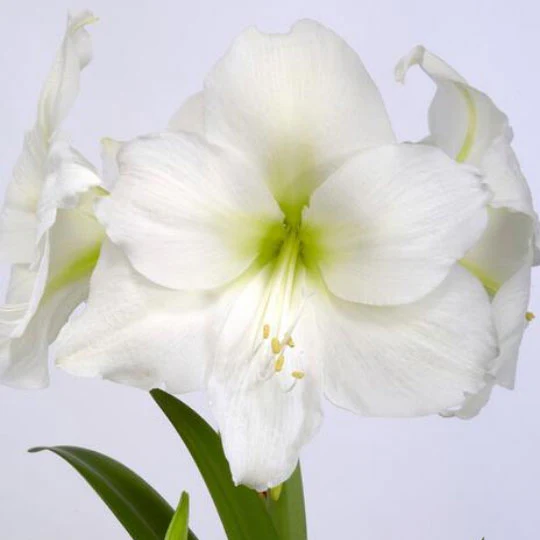 Glitter Wax Amaryllis - Image 5