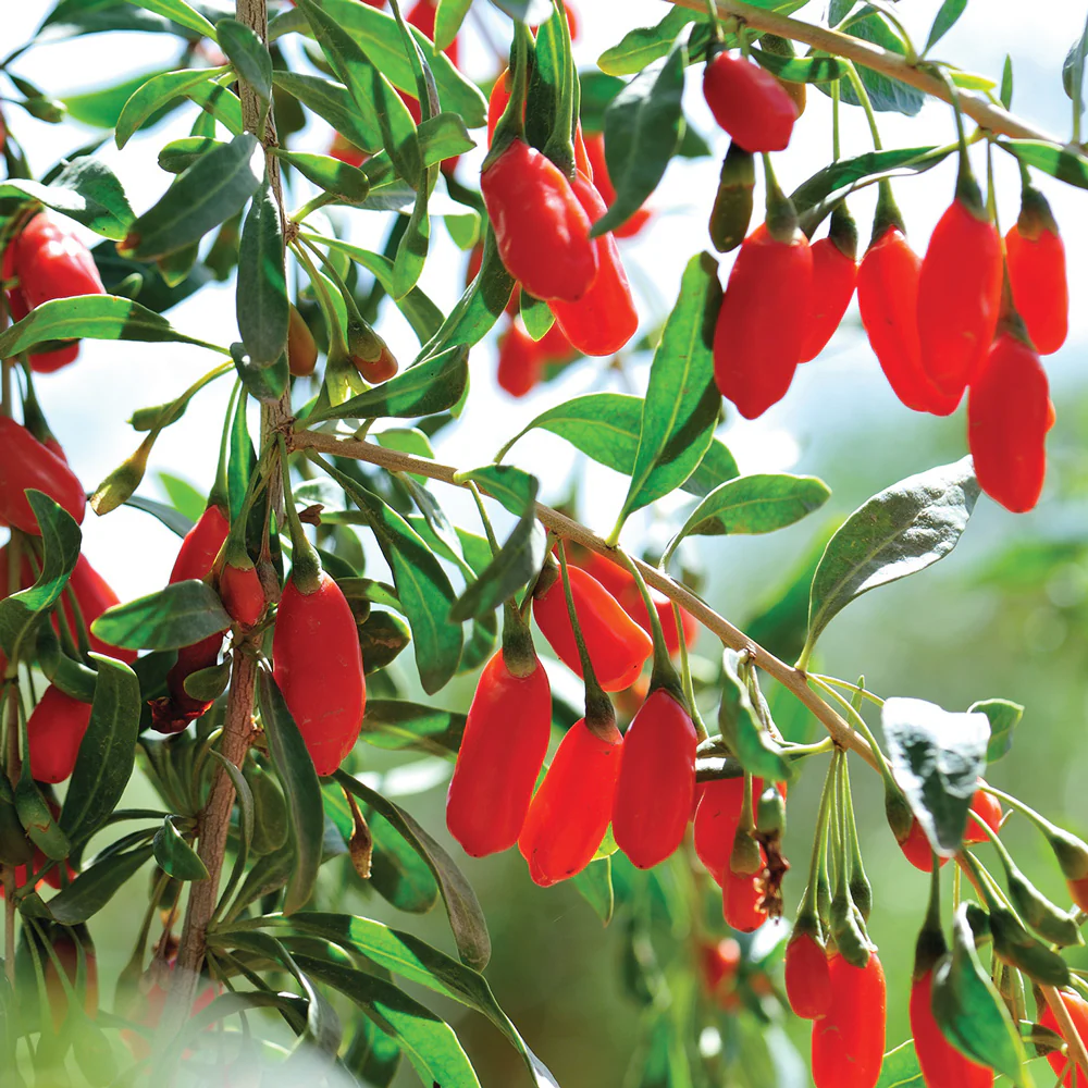 Goji Berry Plant