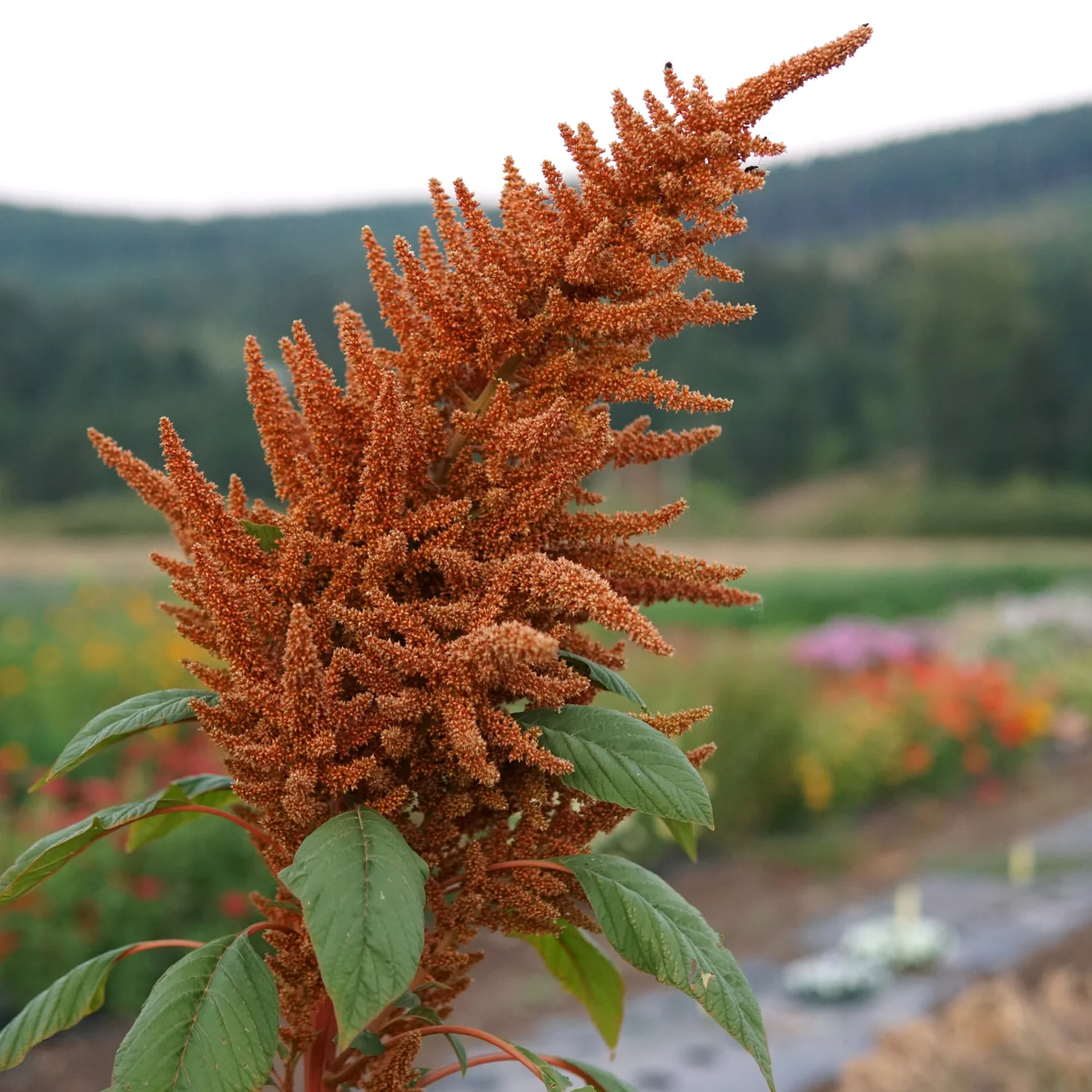Golden Giant Amaranth