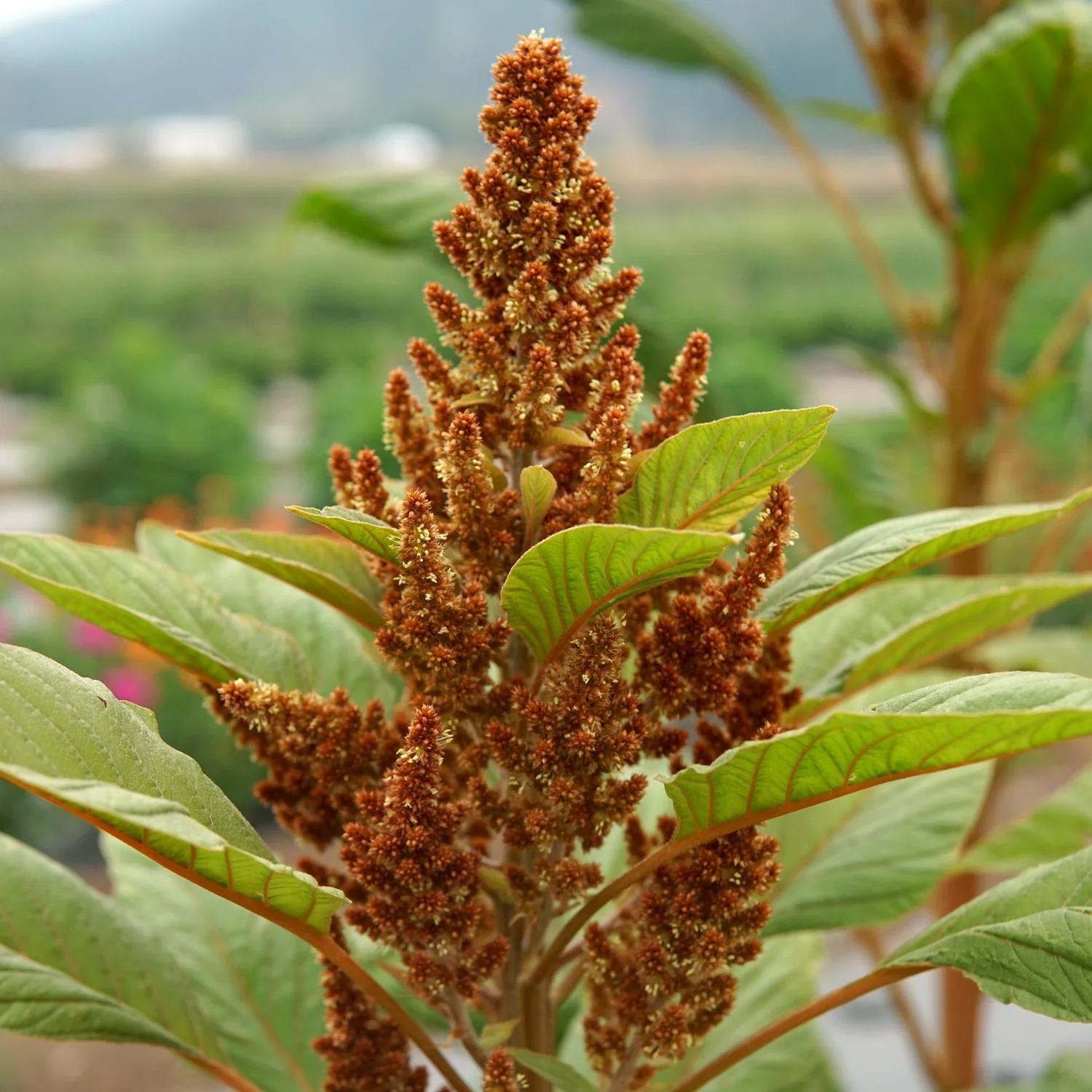 Golden Giant Amaranth - Image 2