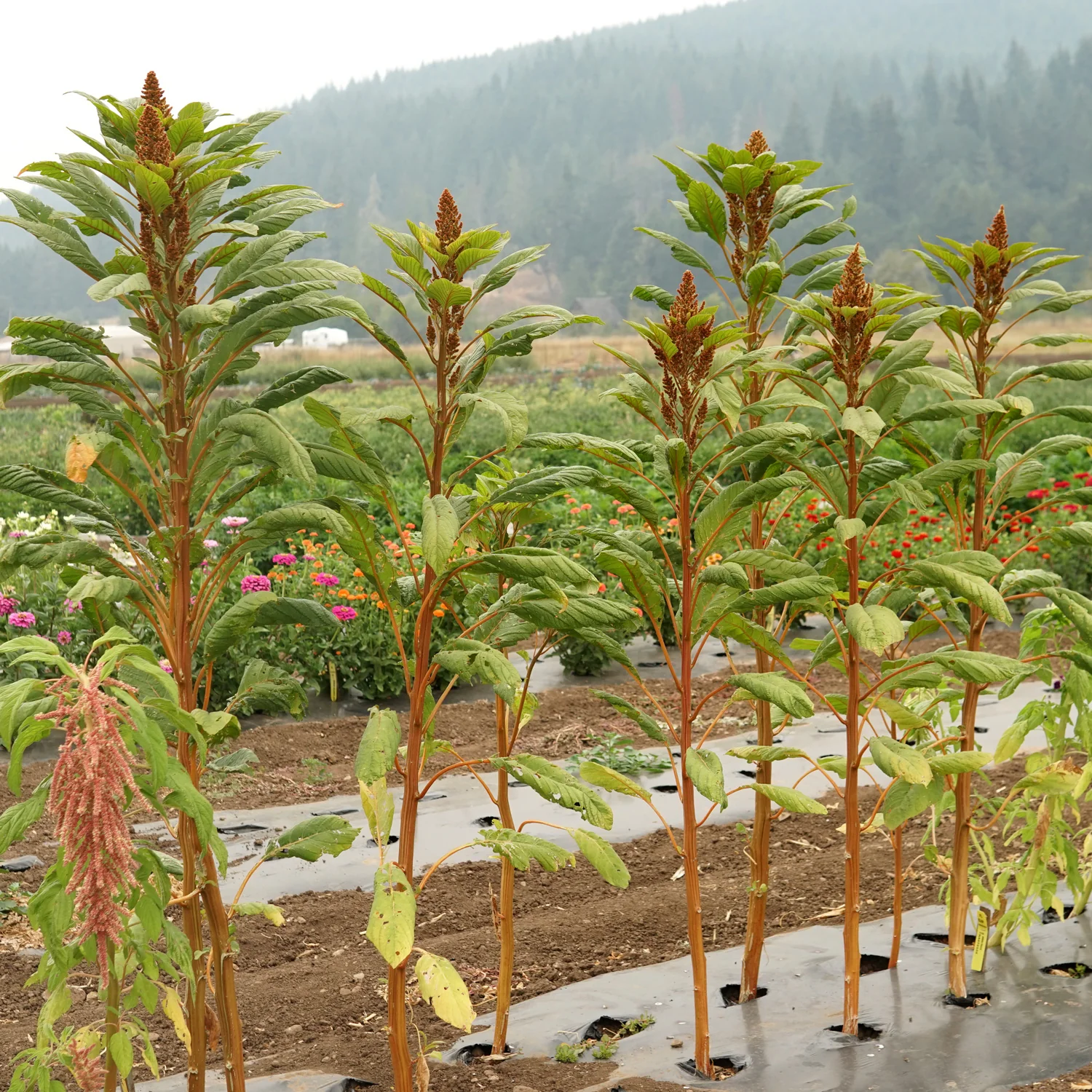 Golden Giant Amaranth - Image 3