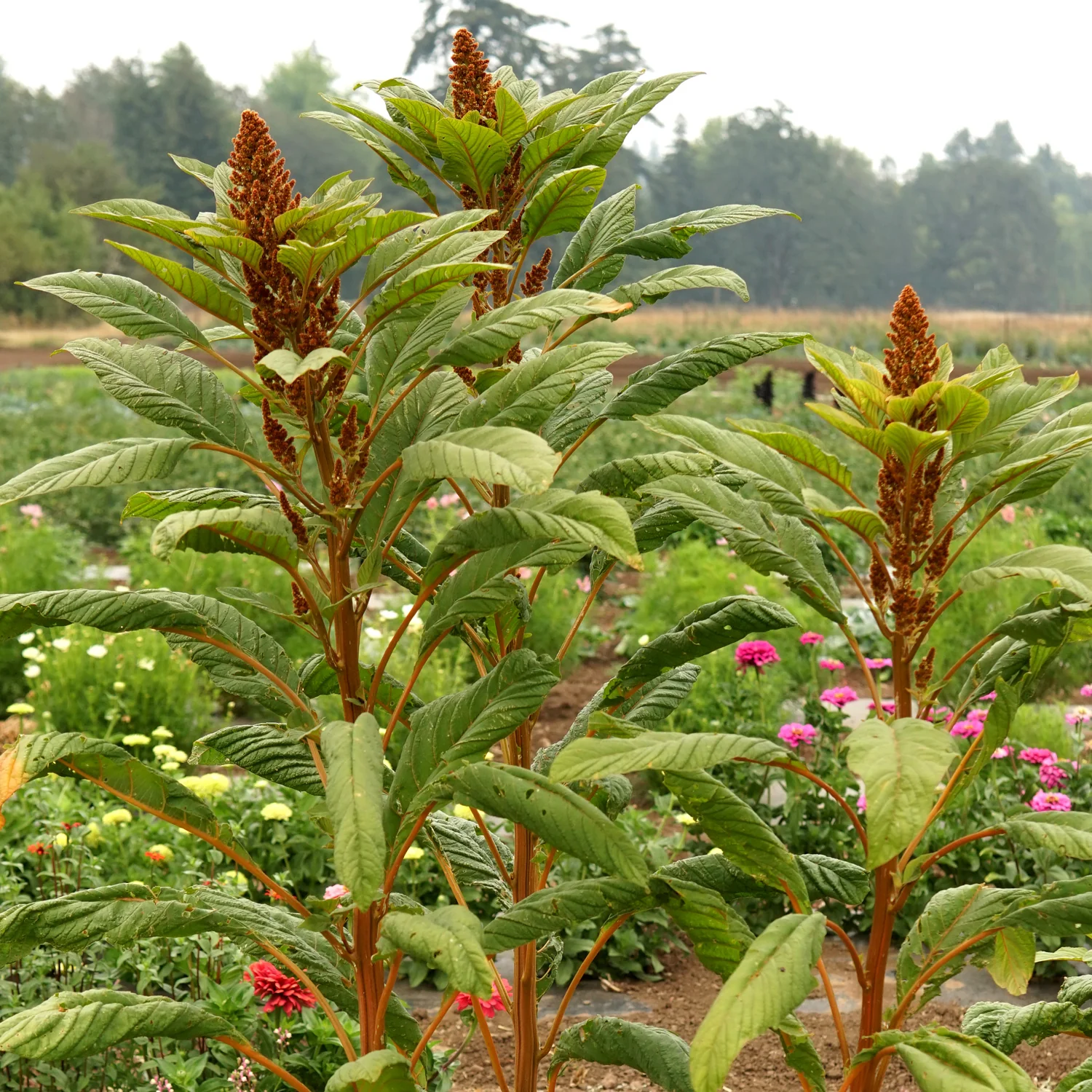 Golden Giant Amaranth - Image 4