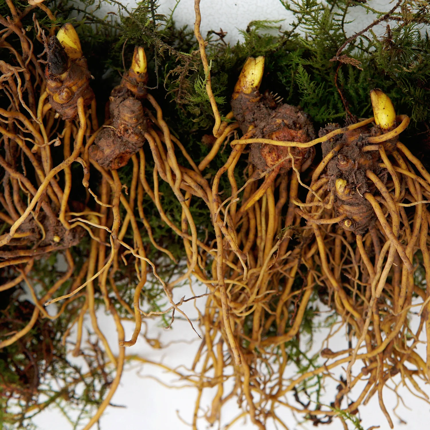 Goldenseal Rhizomes